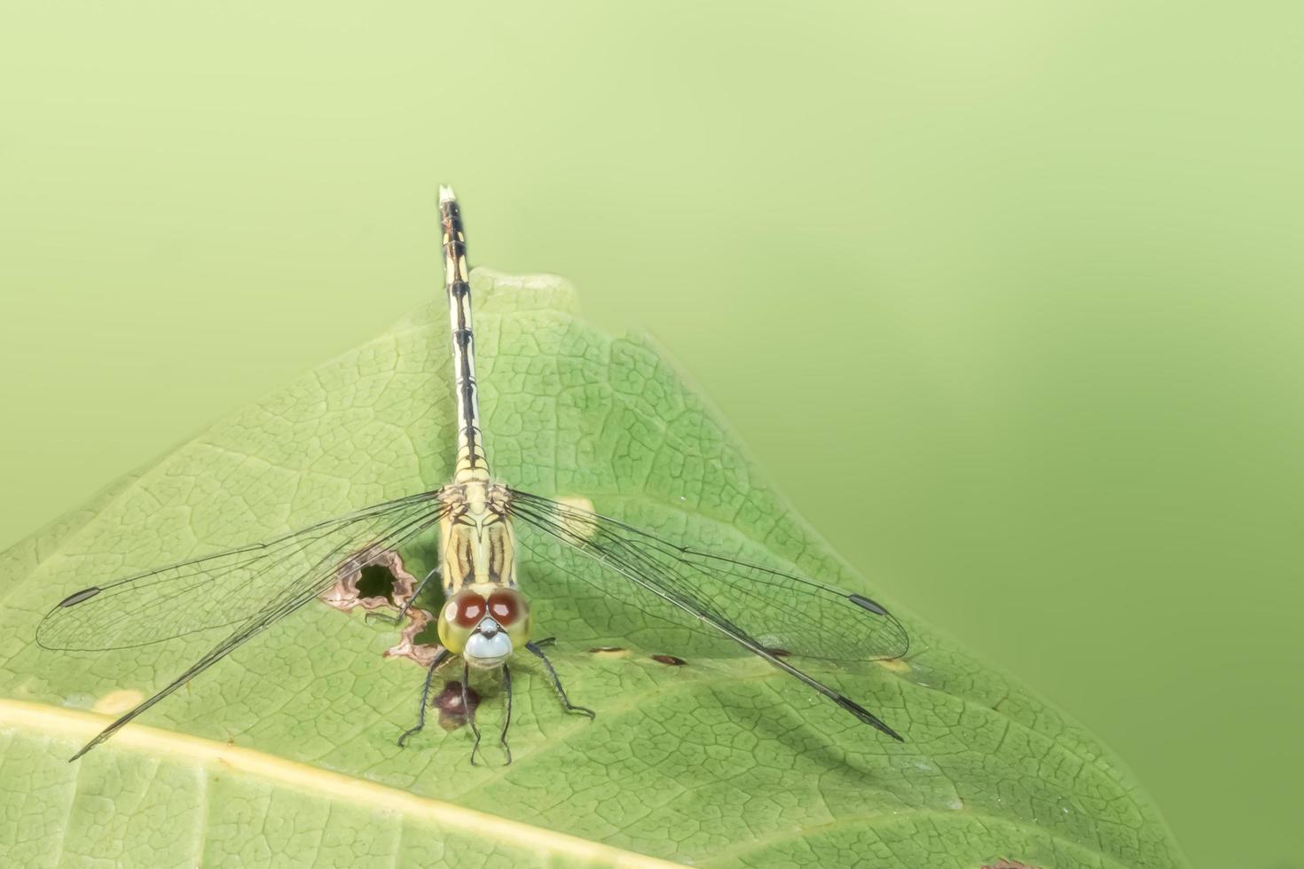 libélula em fundo verde foto