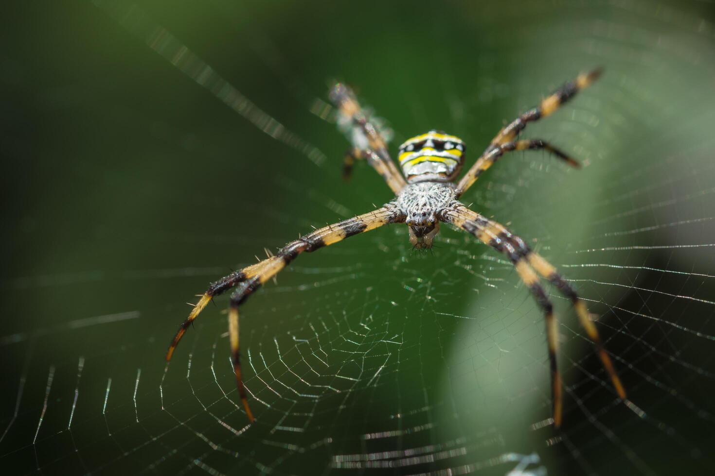 aranha na teia de aranha foto