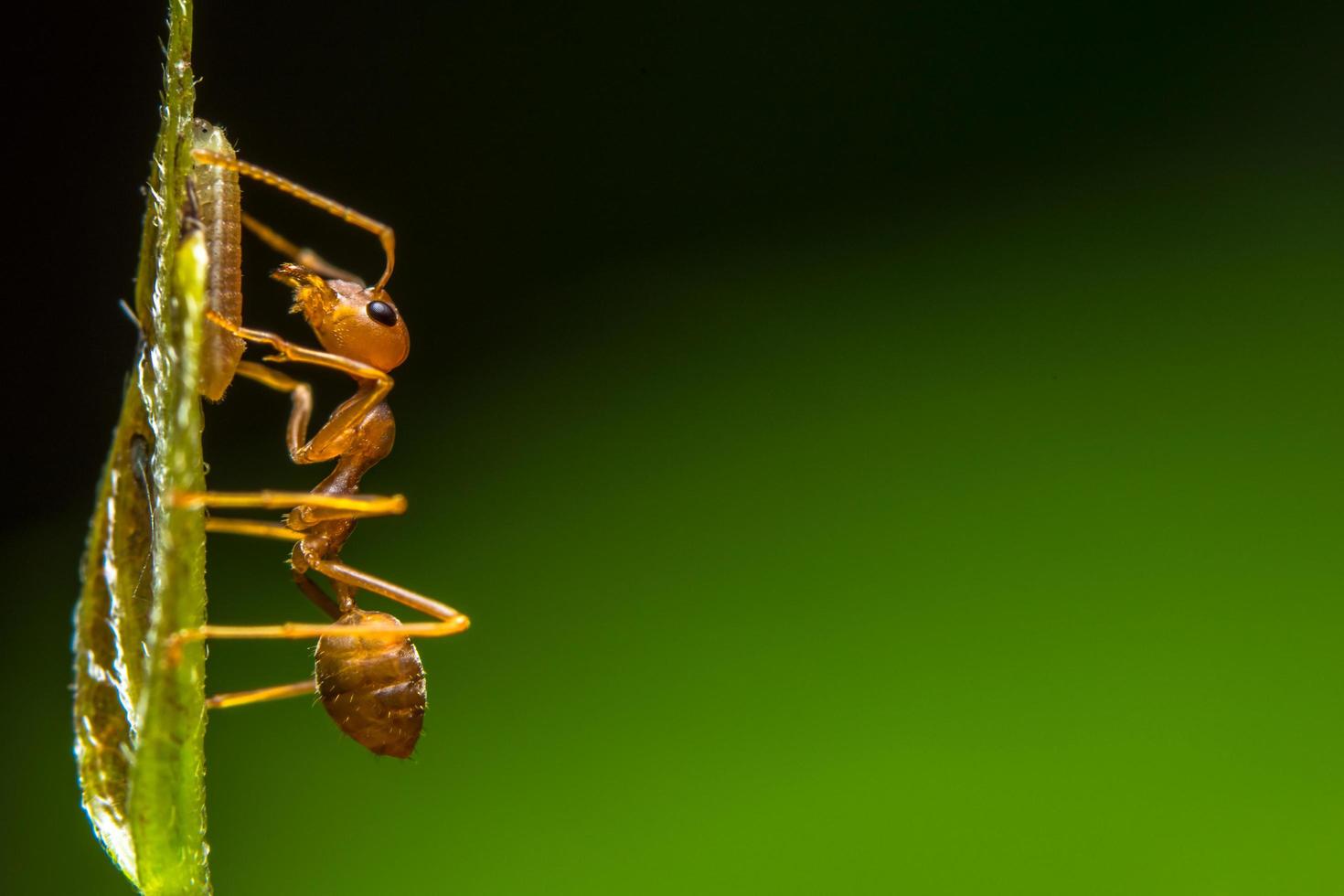 formiga vermelha em uma folha foto