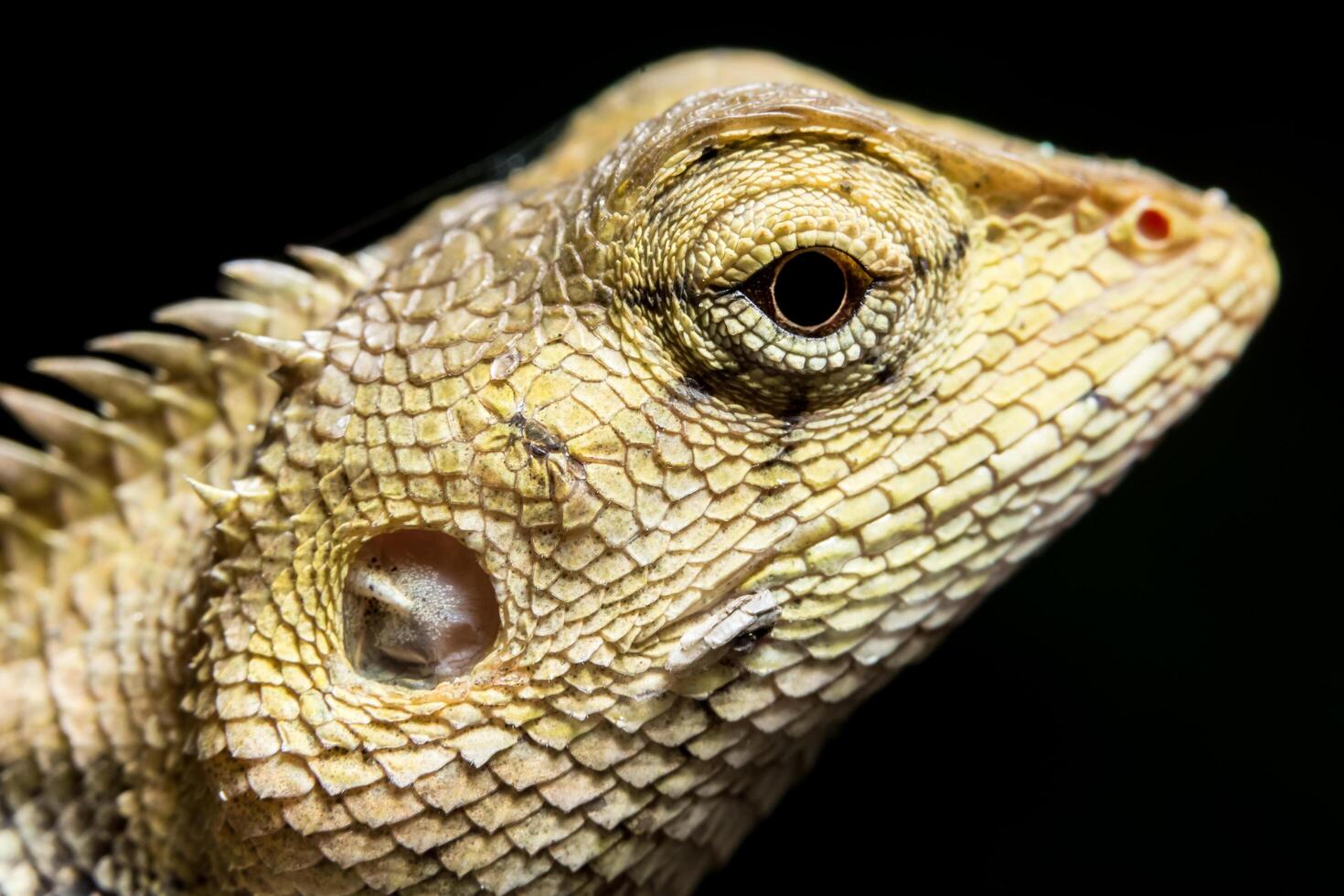 camaleão em fundo preto foto