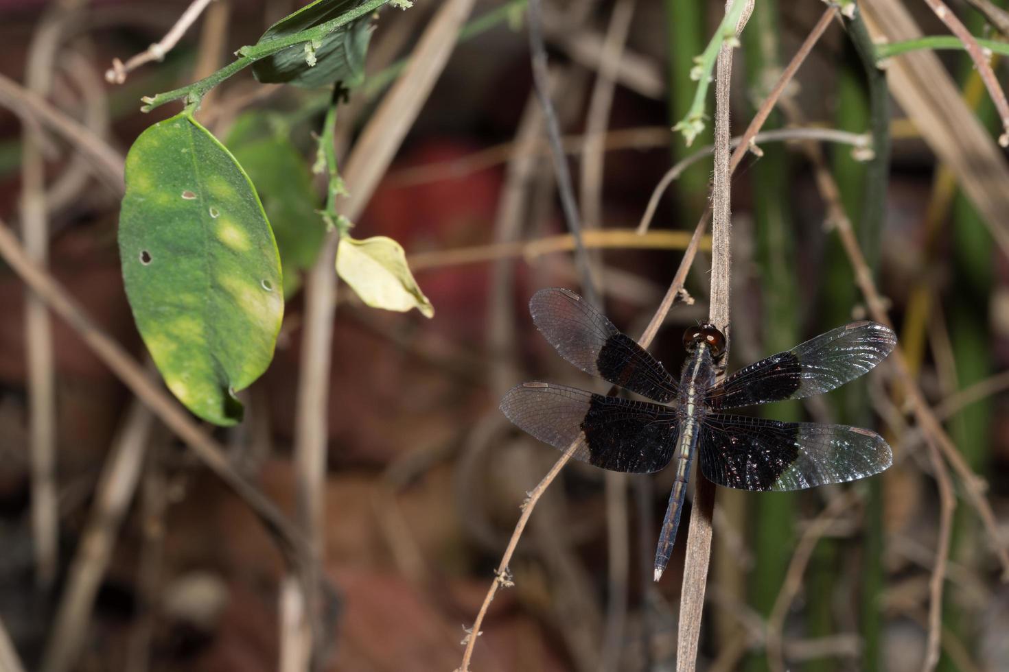 close-up de libélula negra foto