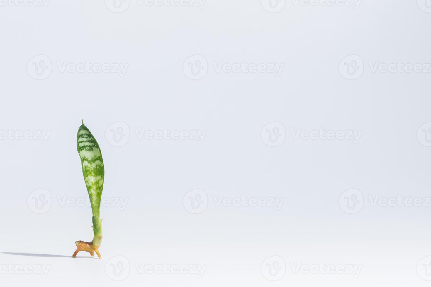 sansevieria trifasciata em fundo branco foto