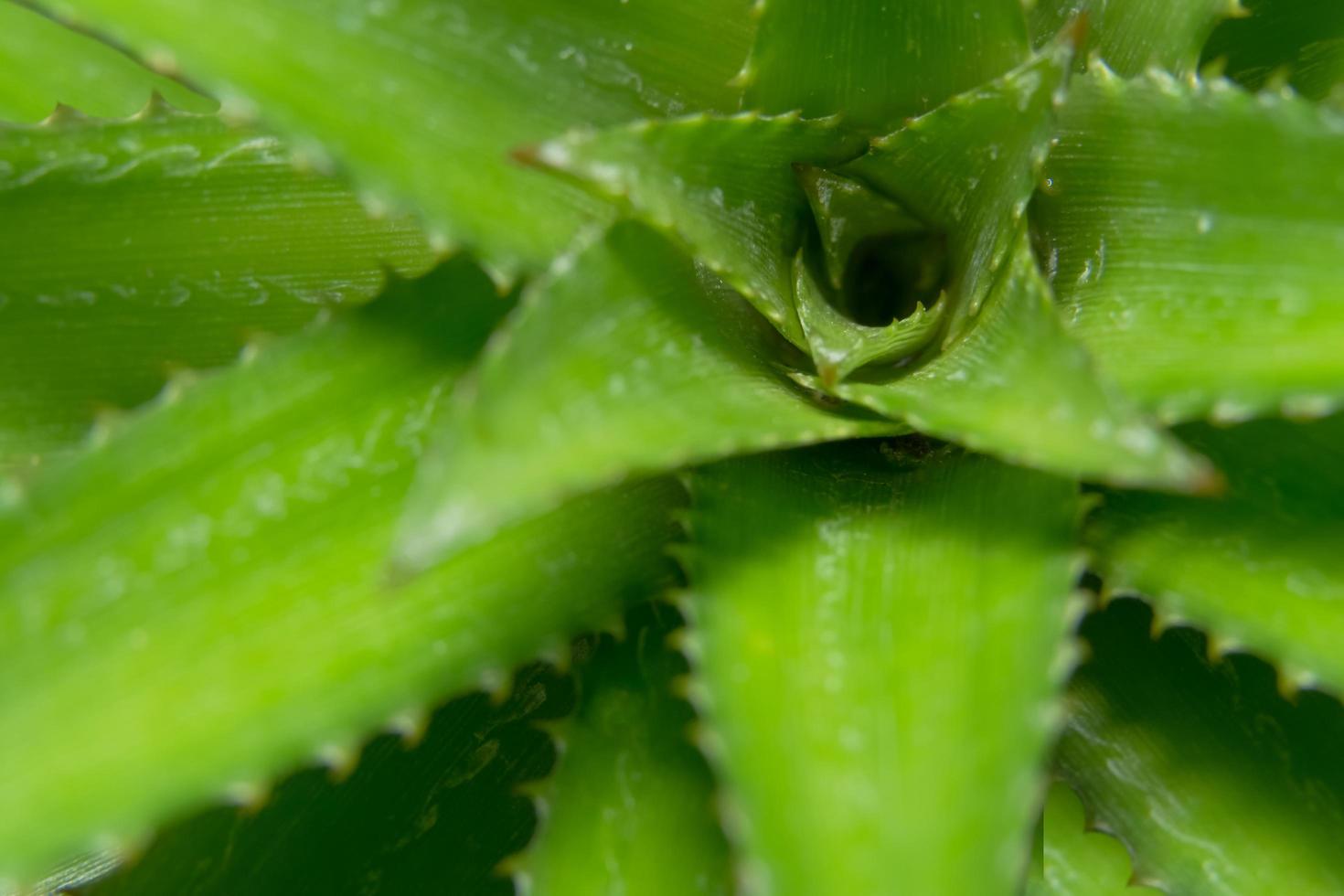 folhas verdes de abacaxi foto