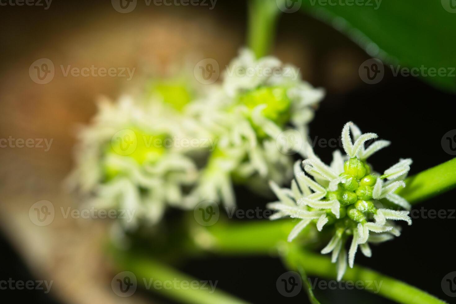 close-up de flor foto