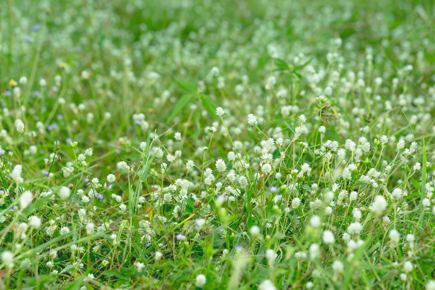 grama flores close-up foto