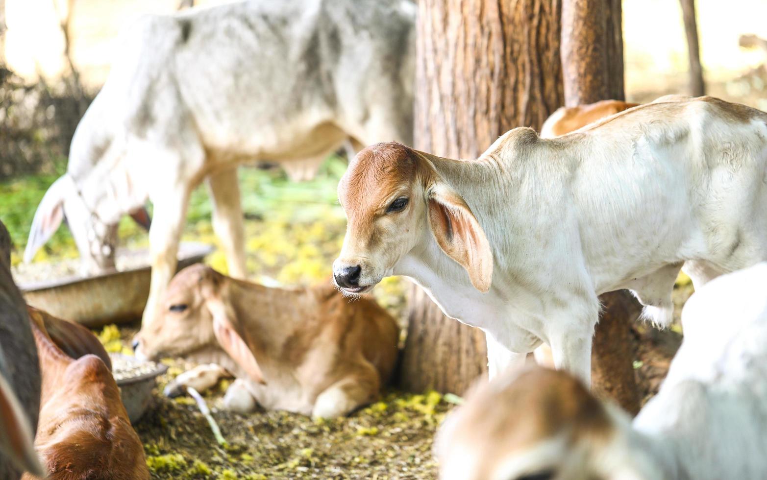 vacas em um campo fora foto