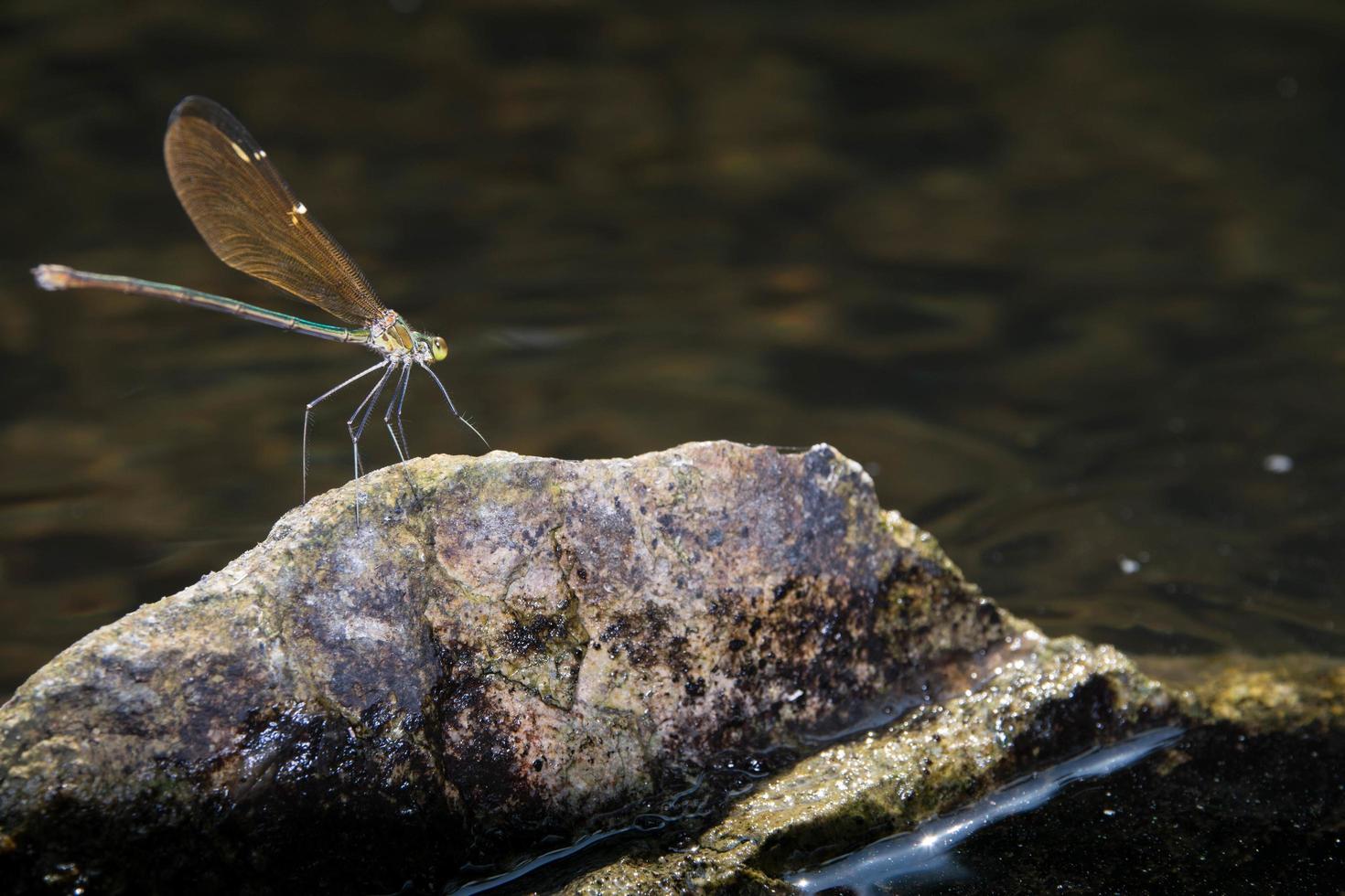 libélula na água foto