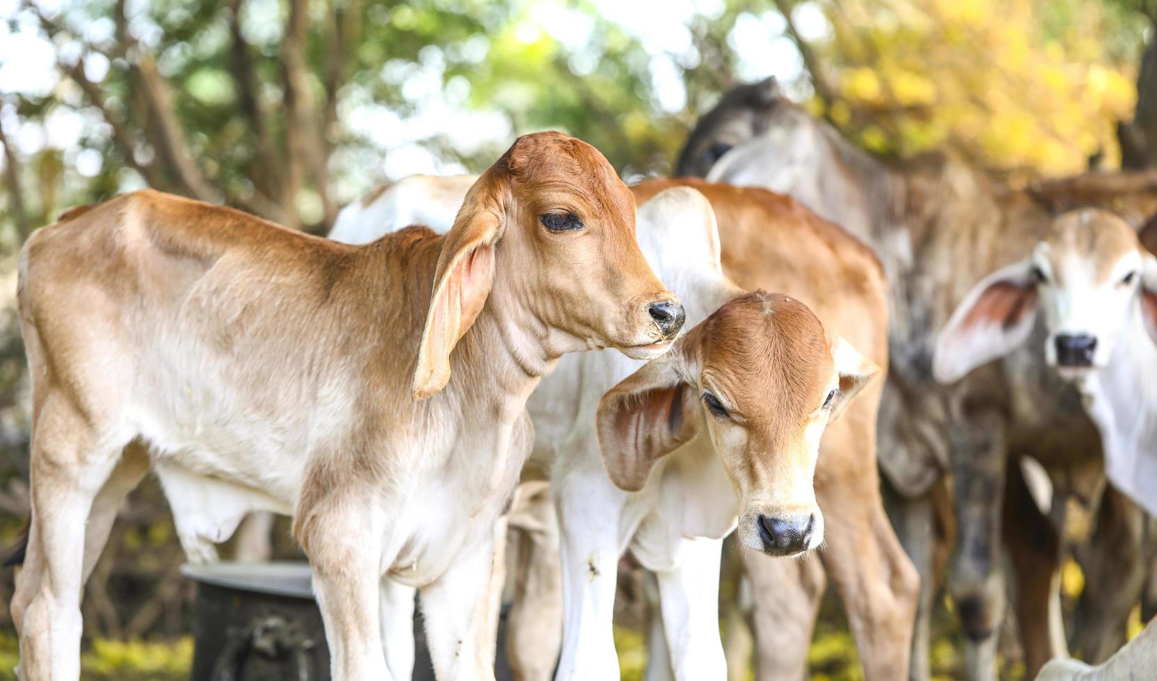 vacas jovens fora foto