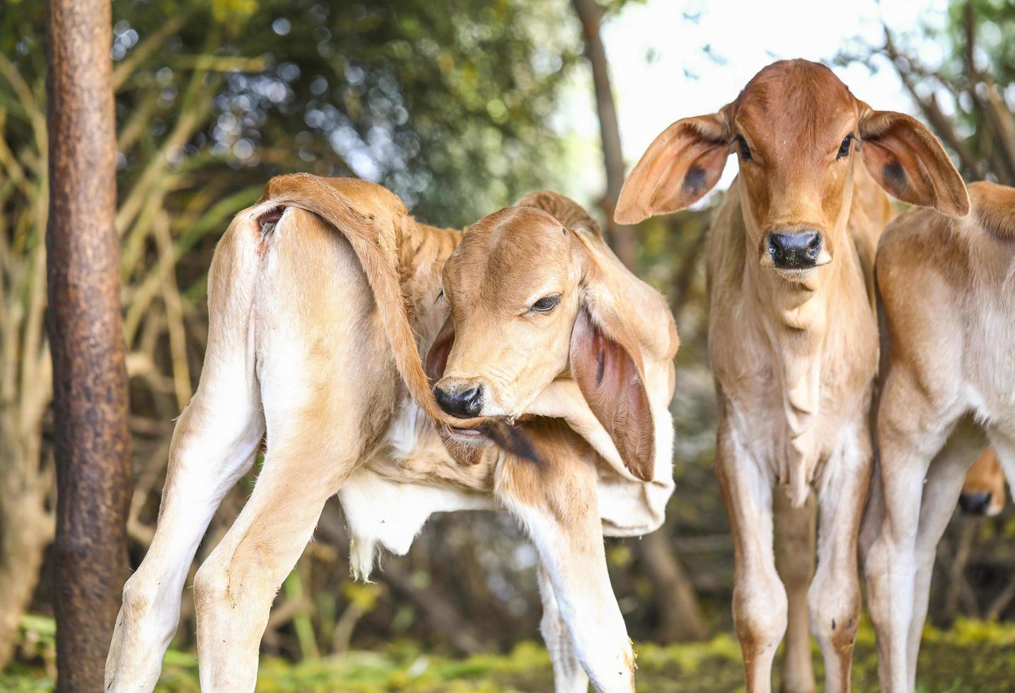 duas vacas fora foto