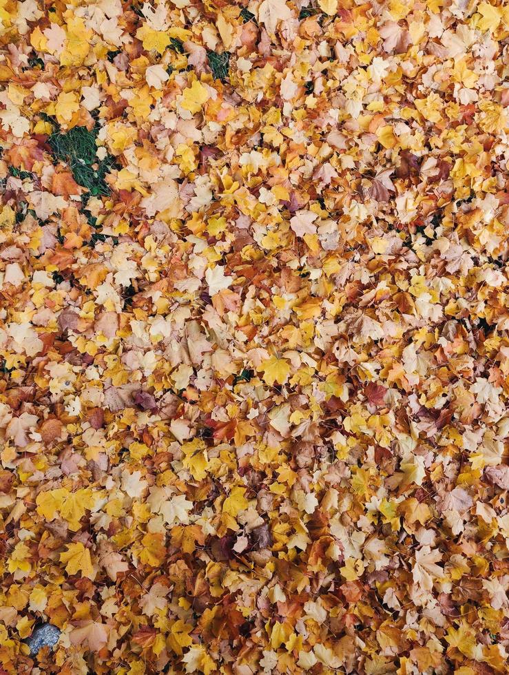 folhas caídas de outono foto