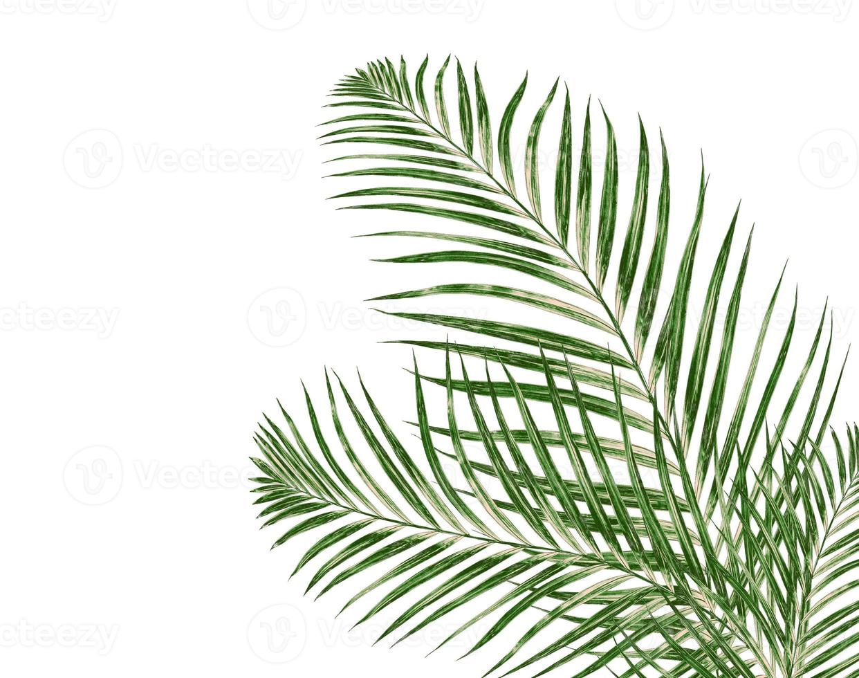 folhas de palmeira em um fundo branco foto