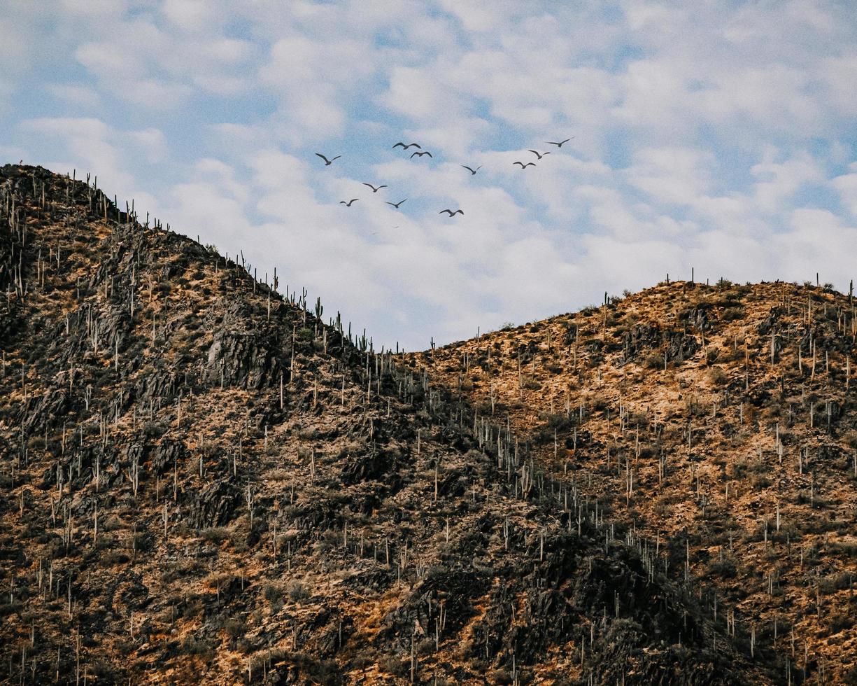 bando de pássaros voando sobre a montanha durante o dia foto