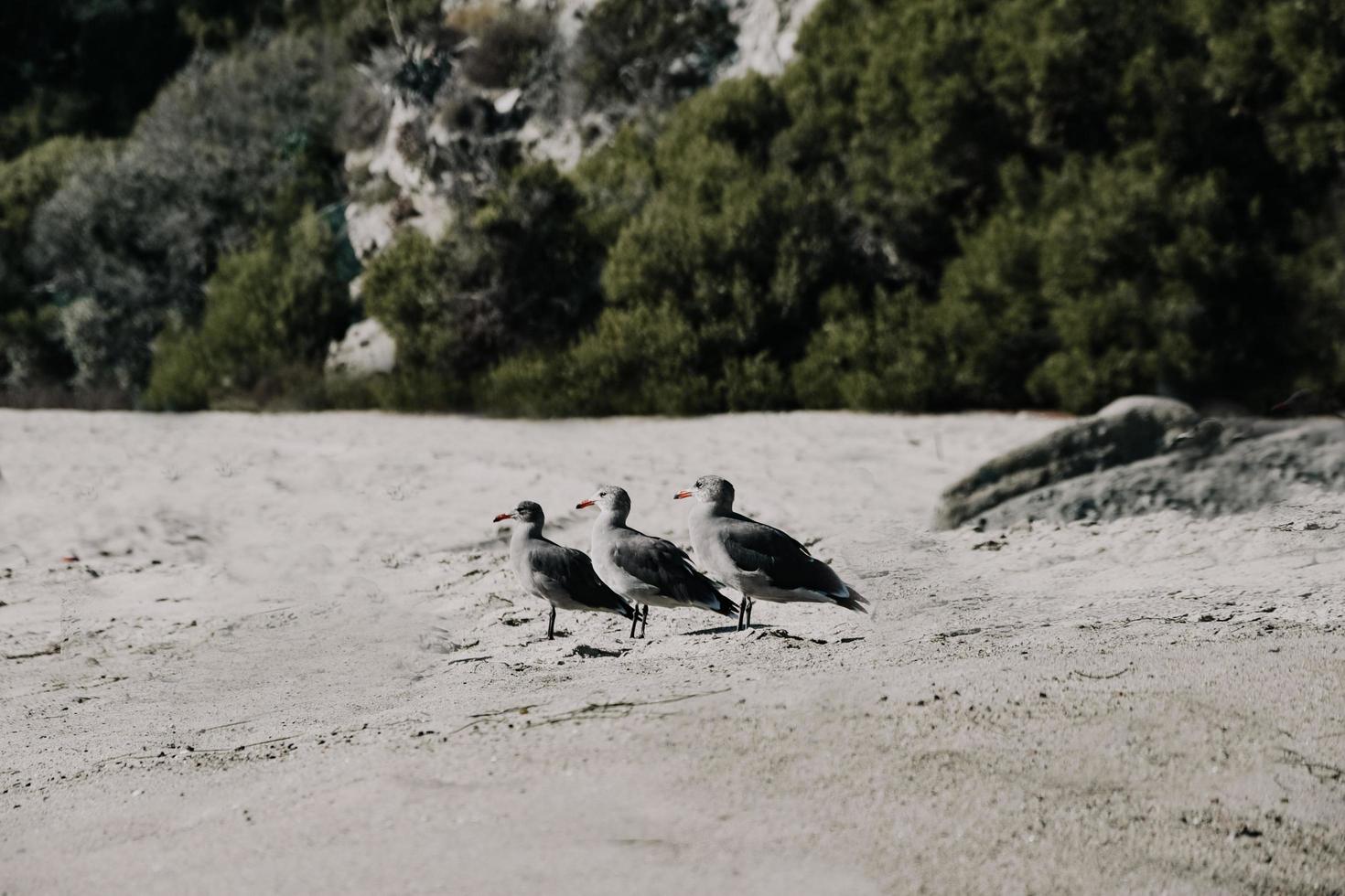 pássaros brancos e pretos na areia cinza durante o dia foto