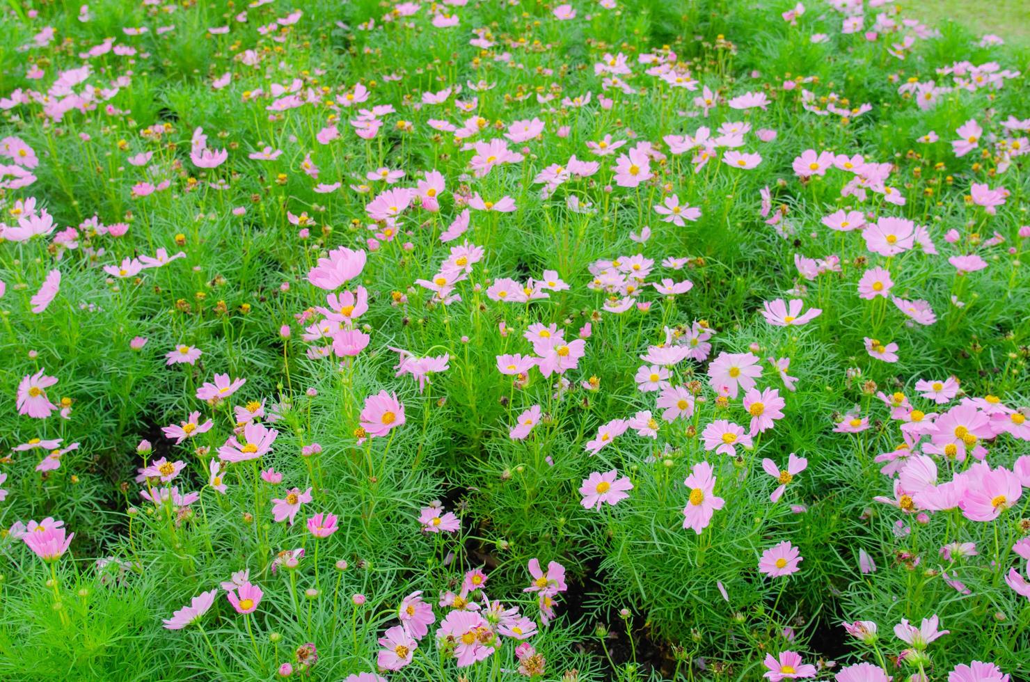 flores rosa no jardim foto