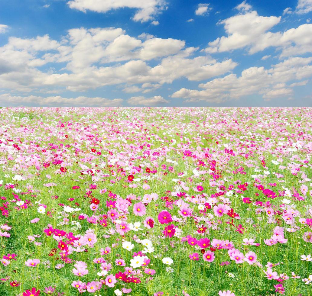 campo de flores e céu do cosmos foto