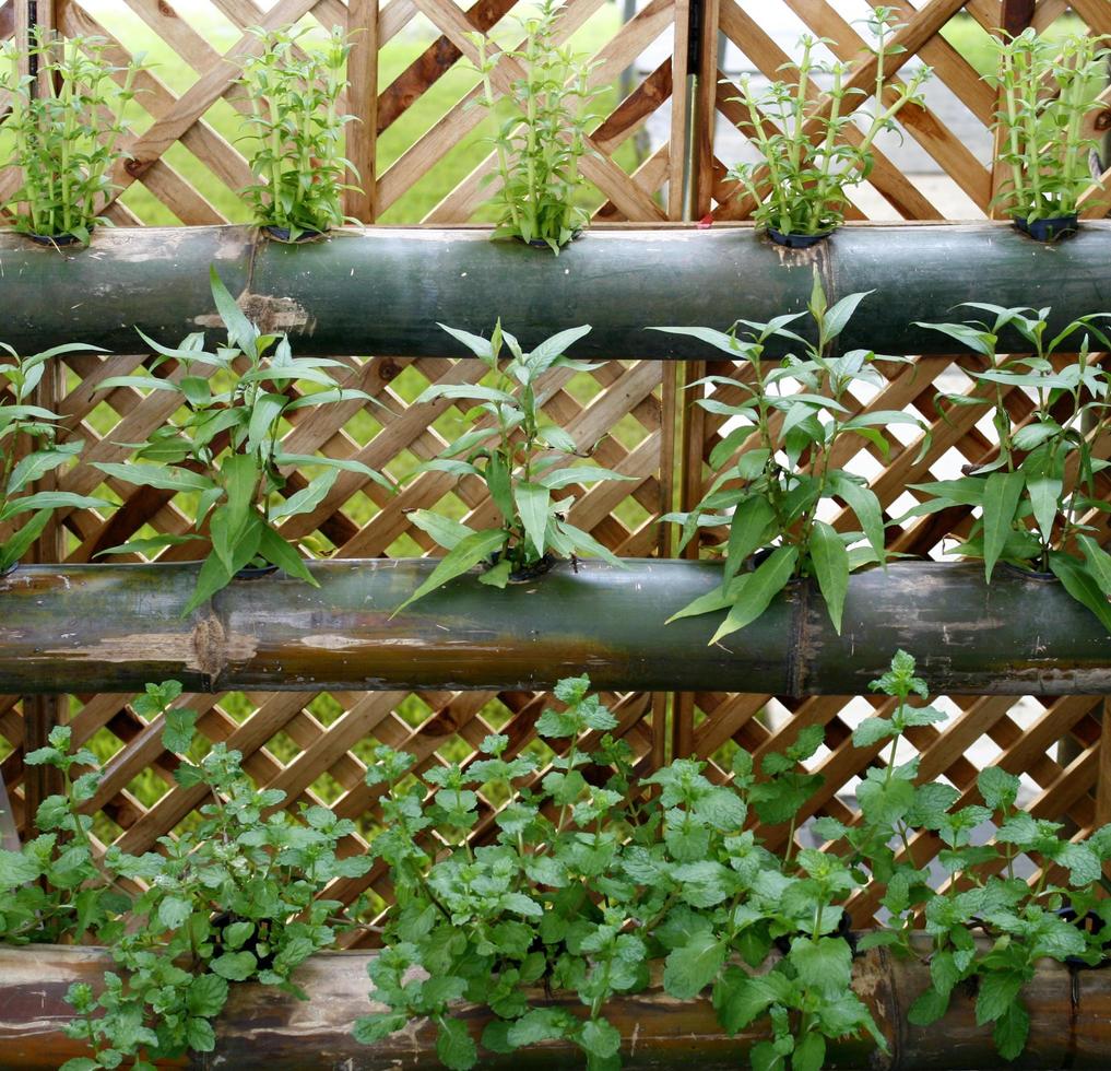 Horta vertical de vegetais foto