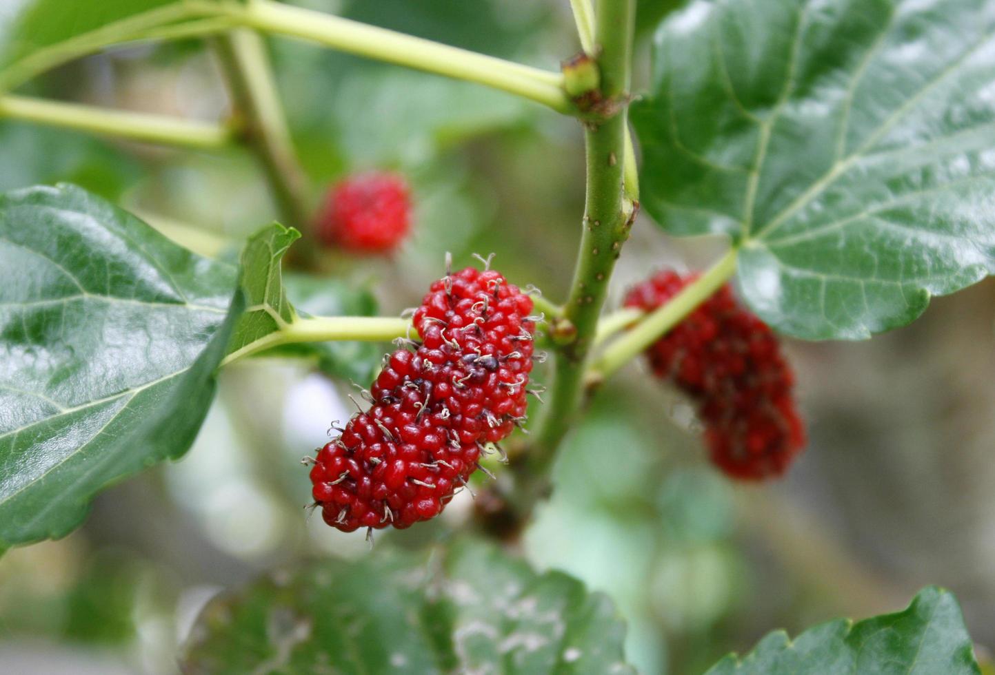 frutas vermelhas na natureza, galho de amora foto