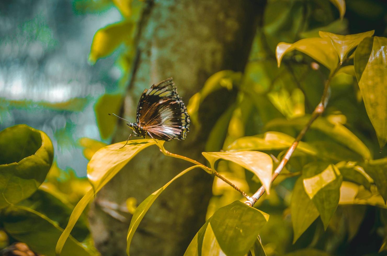 jardim de borboletas bantayan island foto