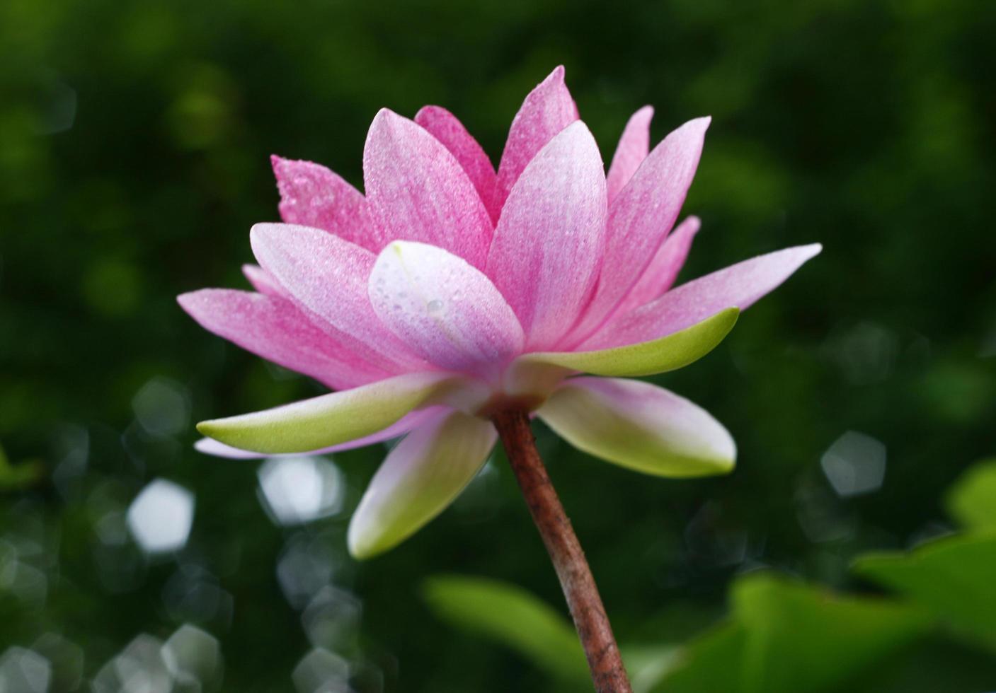 flor de lótus lá fora foto