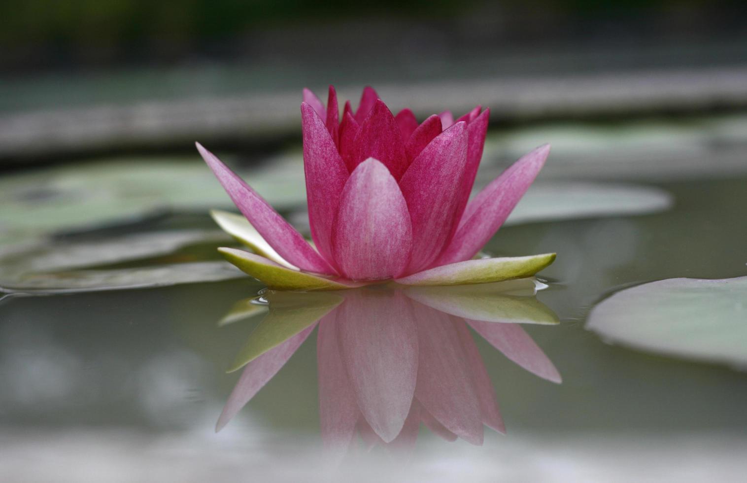 lótus rosa na lagoa foto