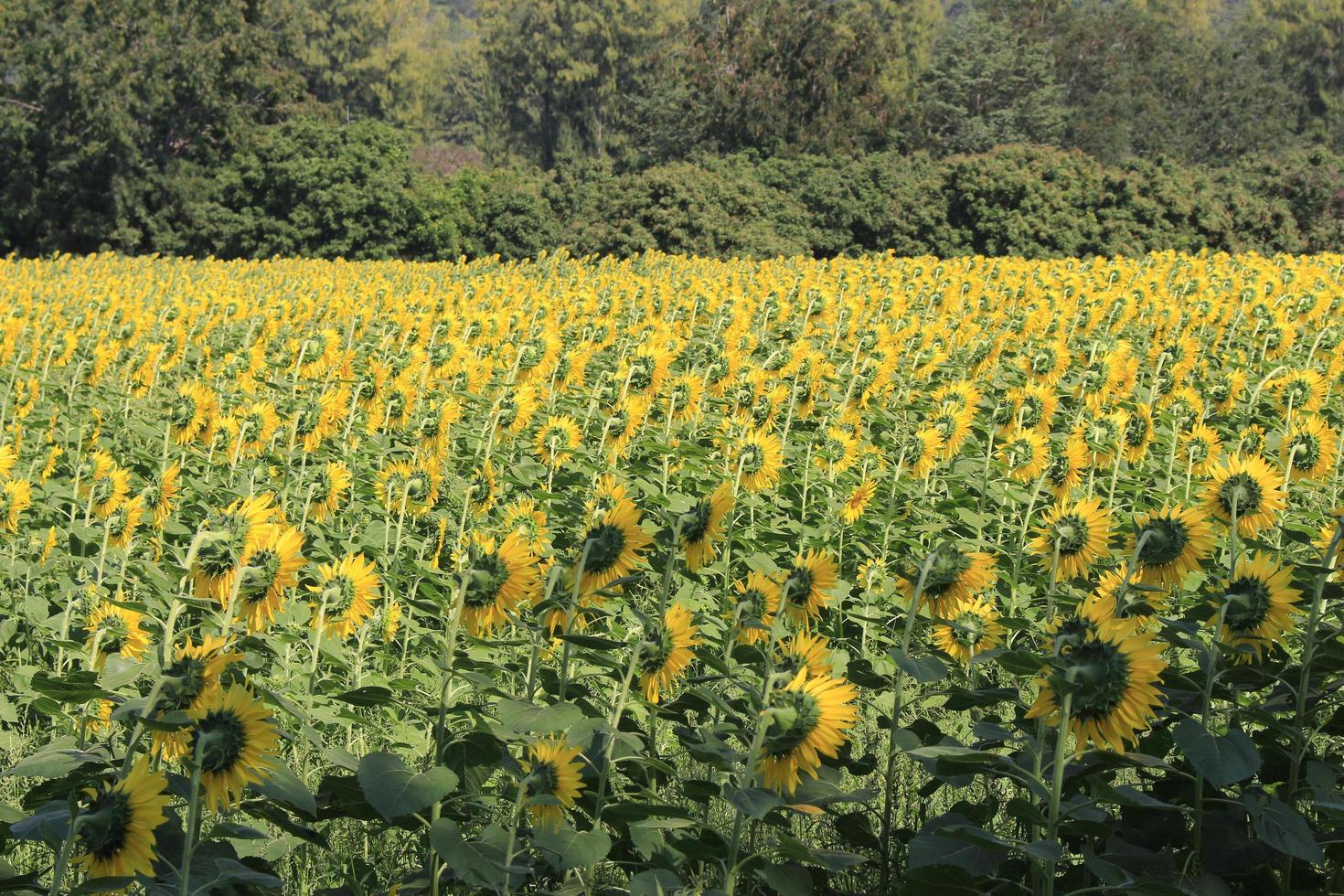 campo de girassol no verão foto