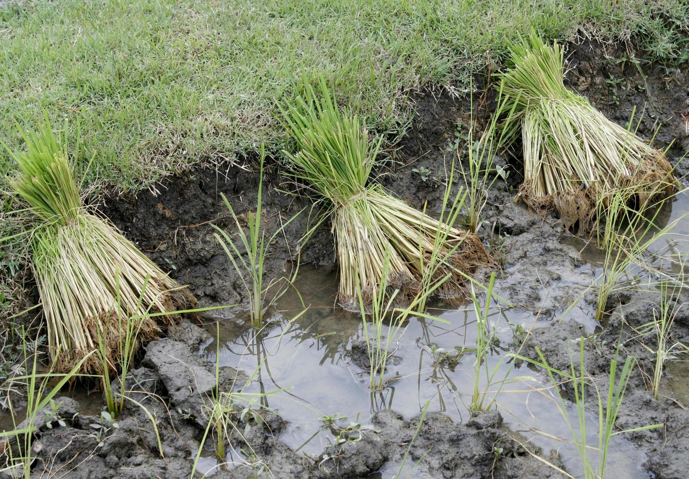 feixes de planta de arroz foto