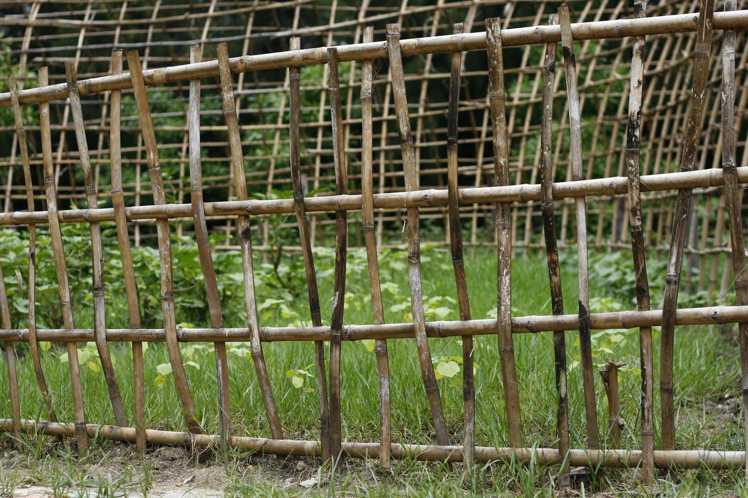 jardim com cerca de bambu foto