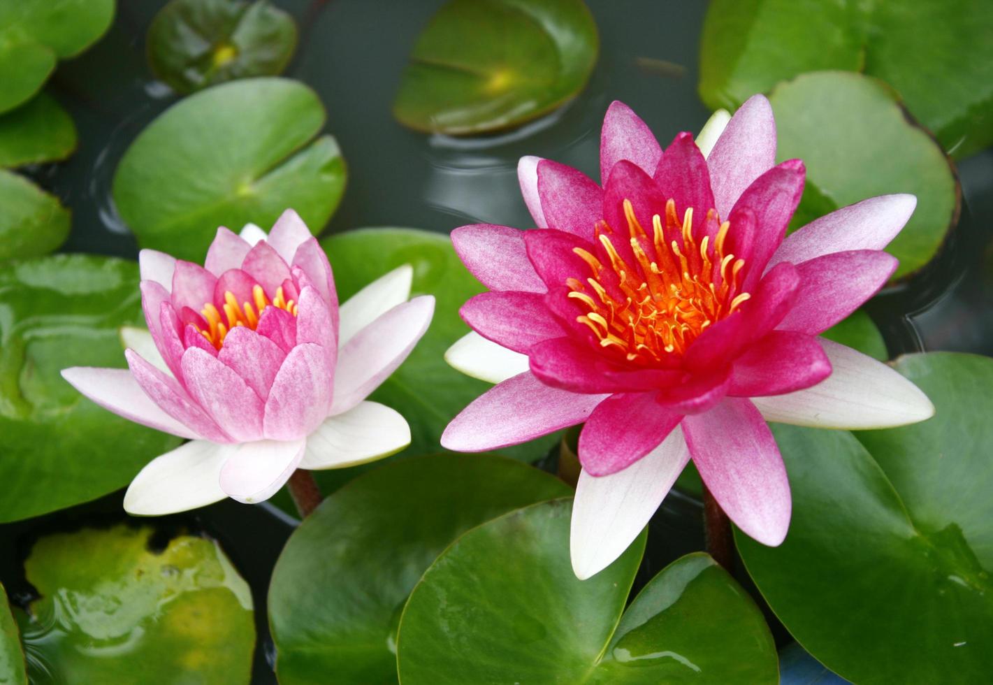 bela flor de nenúfar ou flor de lótus rosa no lago foto