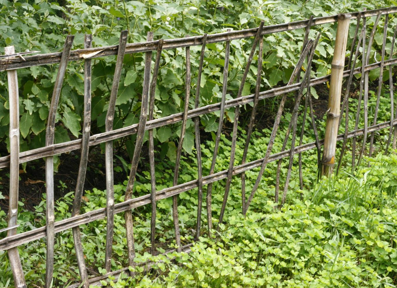 velhas lingas de cerca de bambu com plantas verdes foto