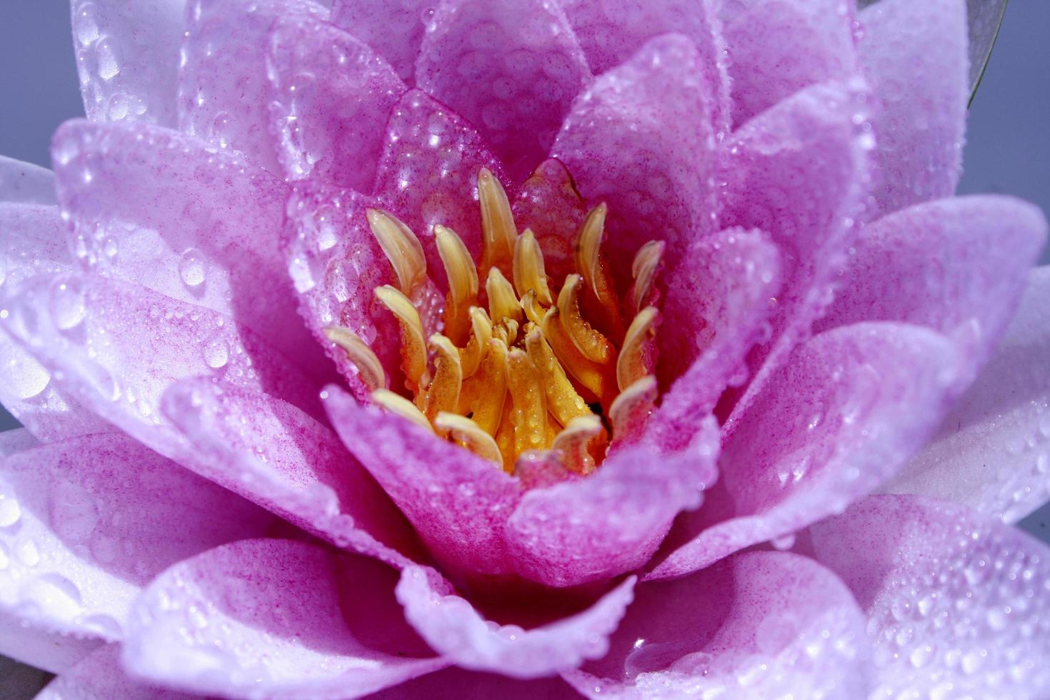 flor de lótus rosa ou nenúfar foto