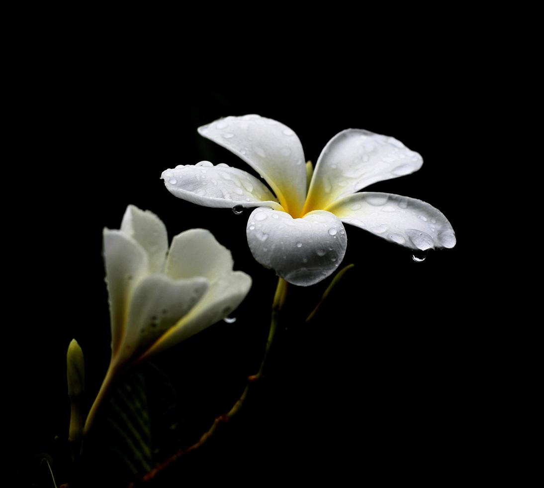 gota d'água no lírio d'água no preto foto