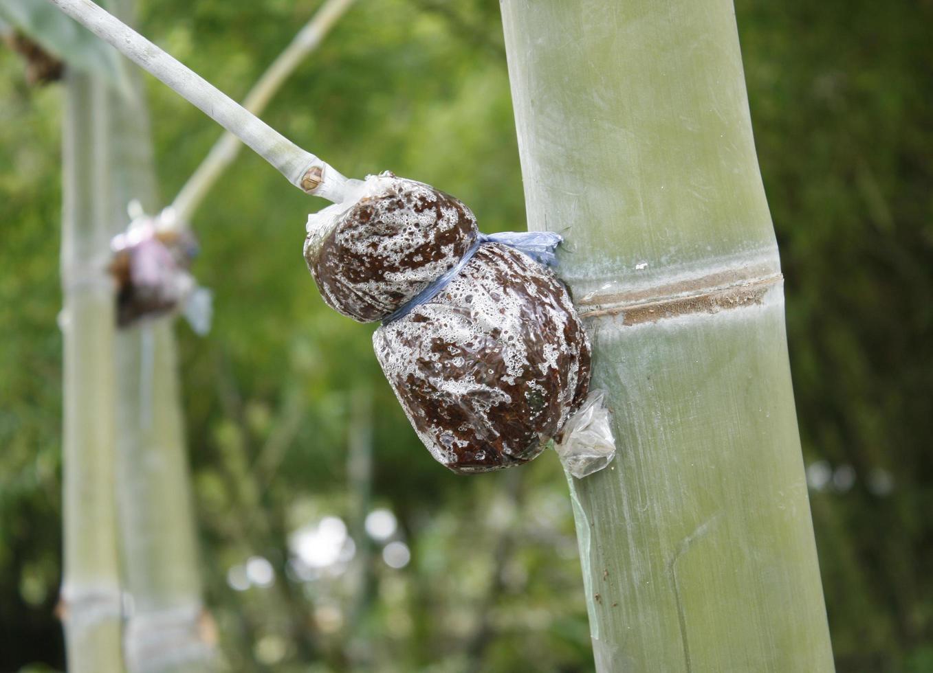 método de enxerto de bambu foto