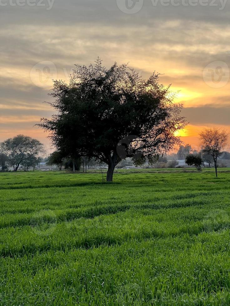 bela paisagem rural com lindo céu noturno gradiente ao pôr do sol. campo verde e aldeia foto