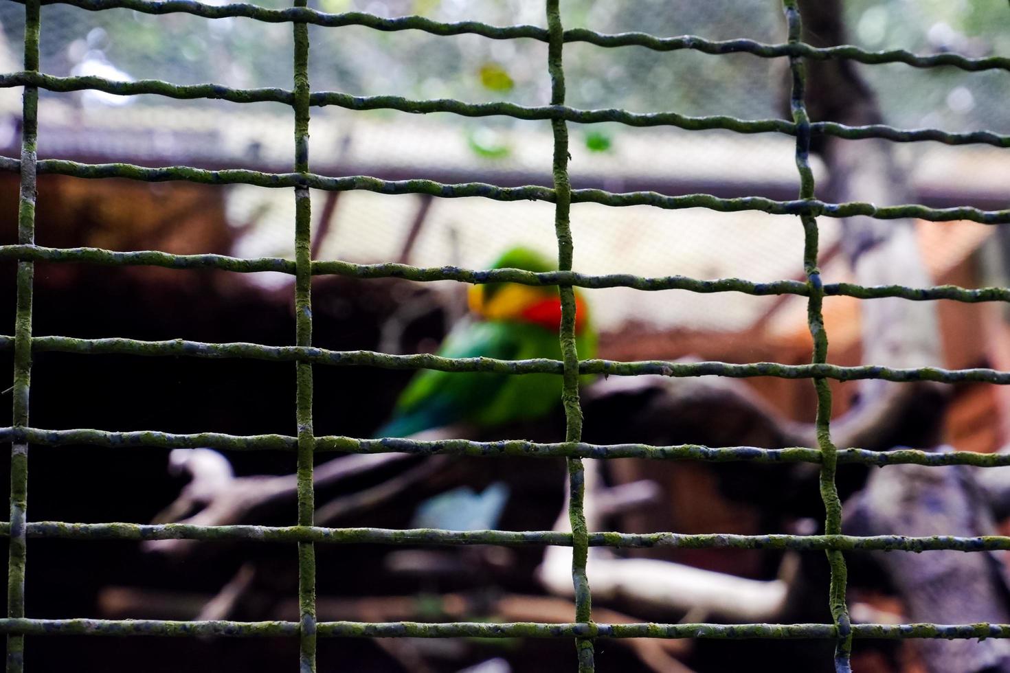 foco seletivo de gaiolas cobertas de musgo contendo pássaros irmãos mais velhos. foto