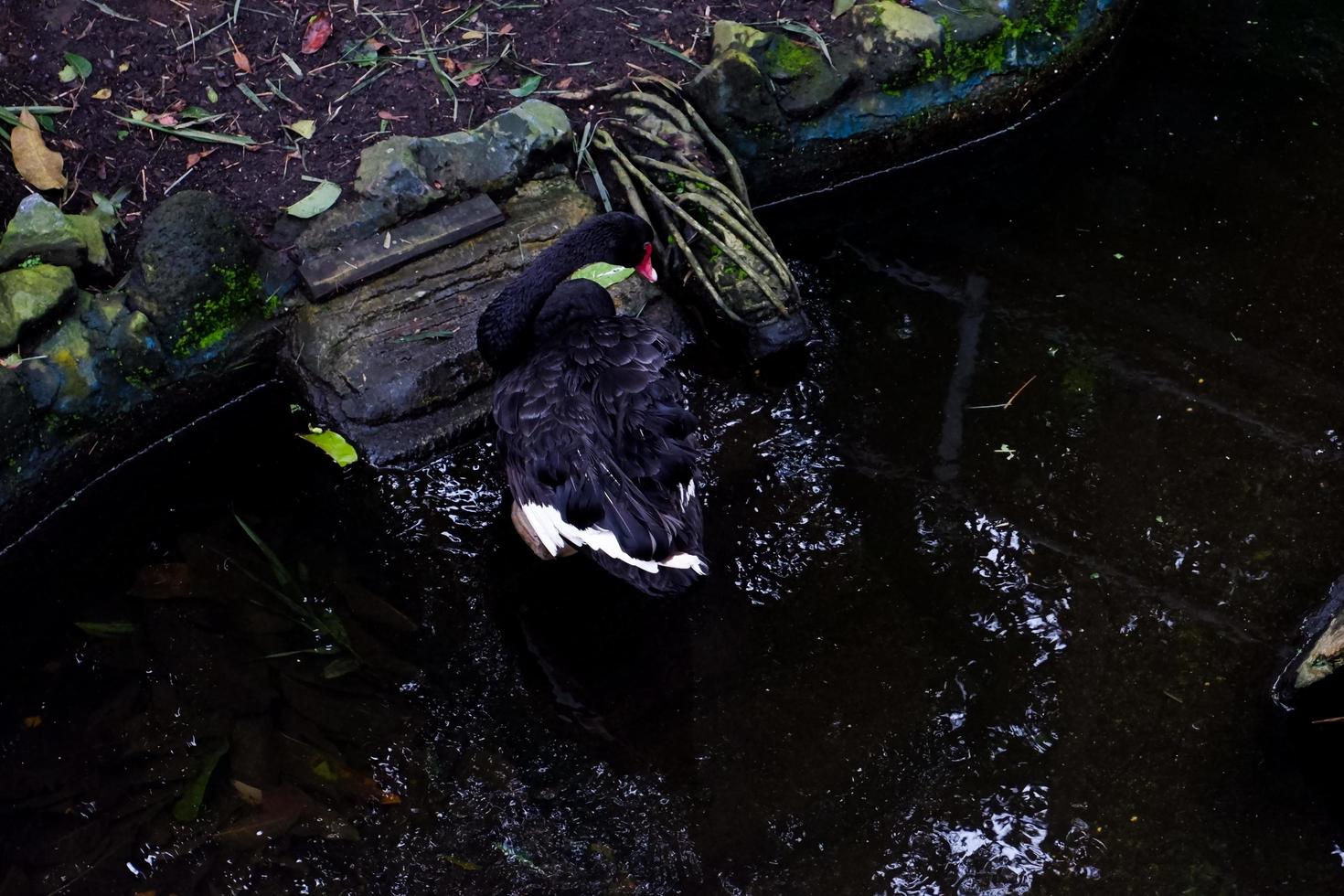 foco seletivo de cisnes negros nadando na lagoa. foto