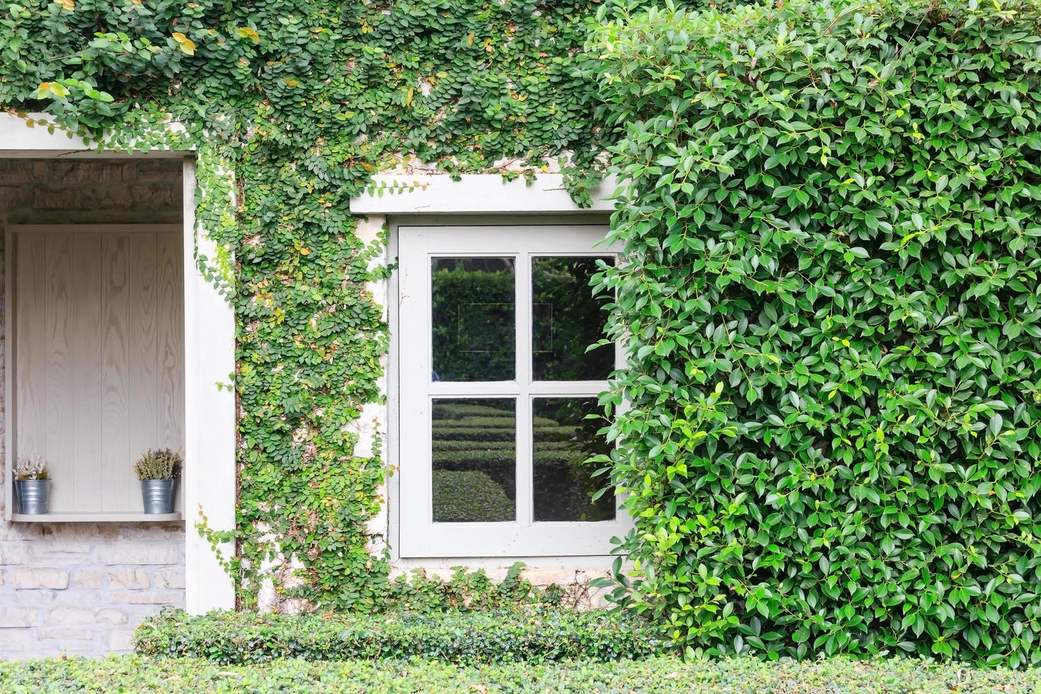 vista da fachada da casa de tijolos com parede e janelas, coberta por uma planta trepadeira coberta de vegetação foto