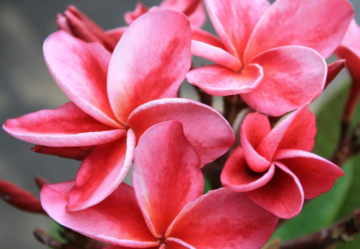 flores vermelhas de frangipani foto