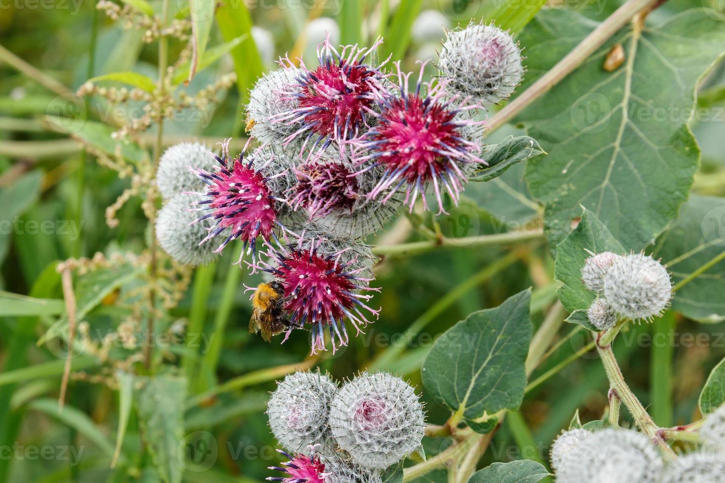 abelha coleta néctar na flor de bardana. o inseto está rastejando sobre as flores. foto