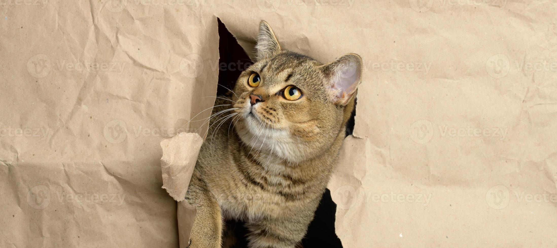 gato de orelhas retas britânico cinza adulto espiando por um buraco em papel pardo, focinho engraçado foto