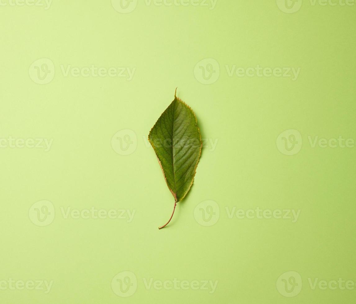 folha verde de cereja doce em um fundo verde foto