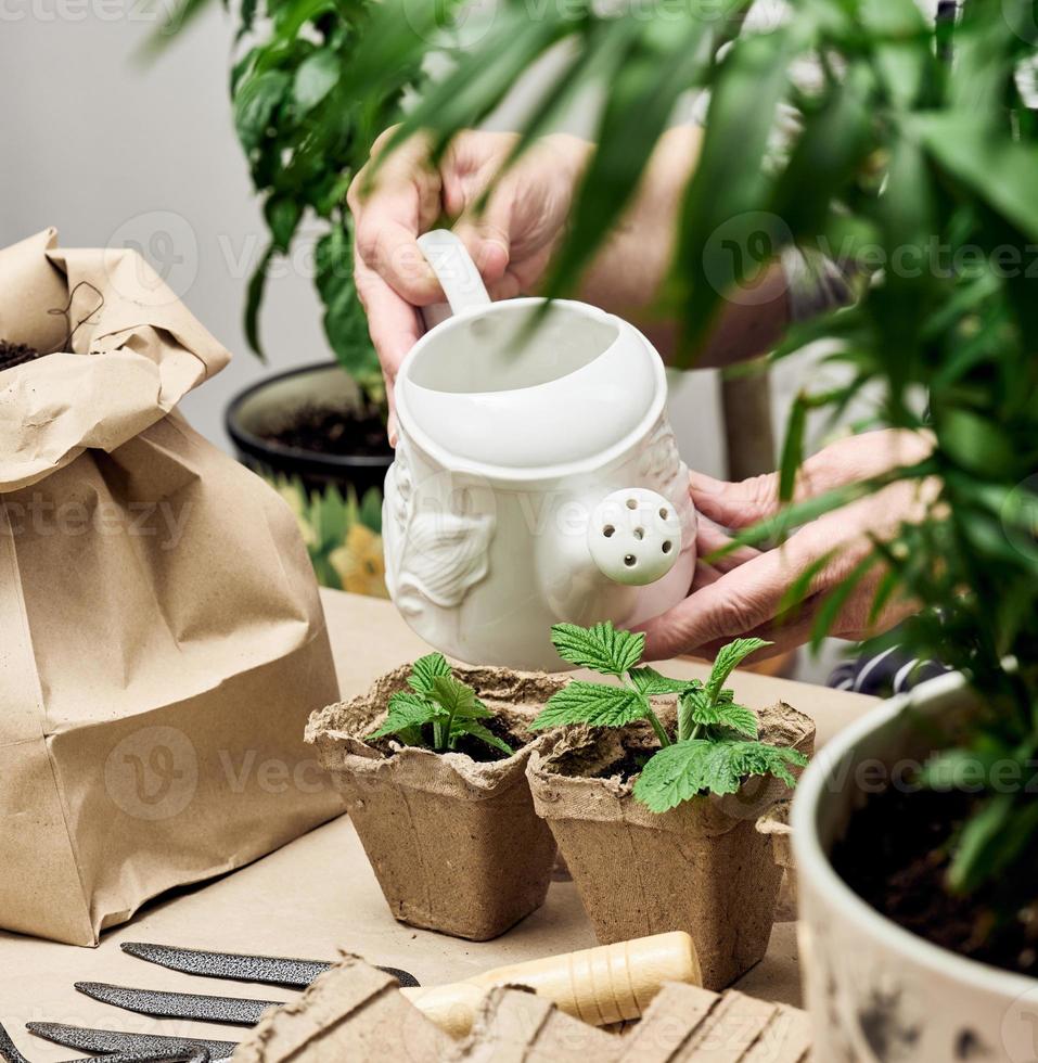 mulher regando plantas em um copo de papel em casa. plantando sementes em casa foto