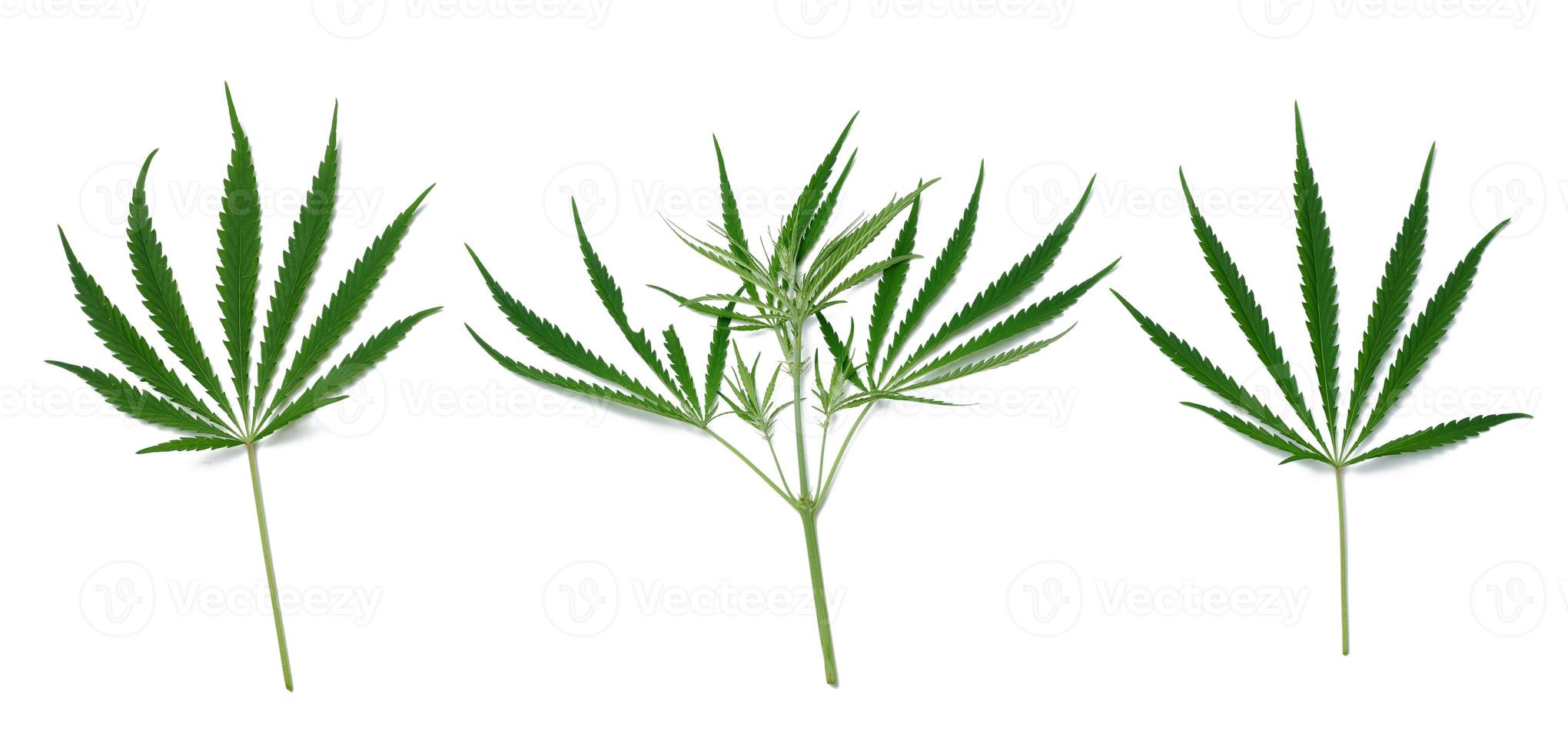 folha de cannabis verde em um fundo branco isolado, vista de cima foto