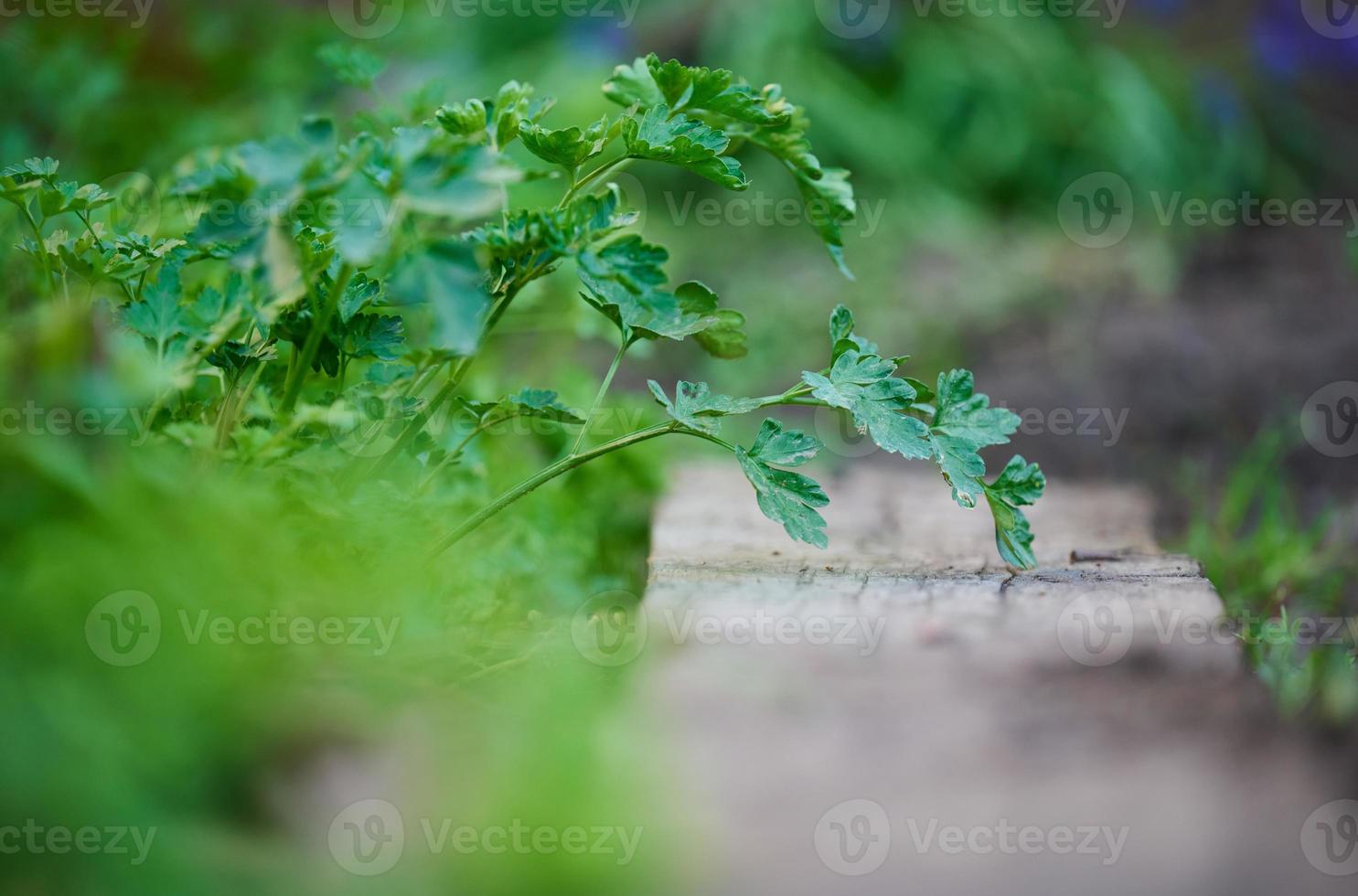 cultivo de salsa verde no jardim, foco seletivo foto