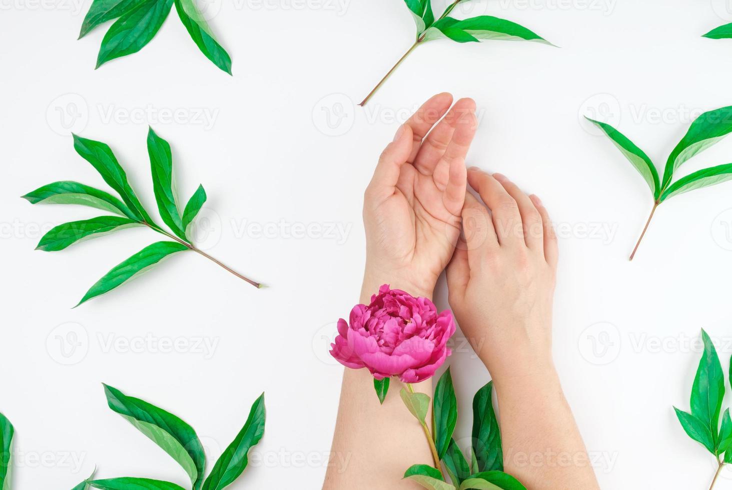 duas mãos femininas seguram uma haste com uma peônia florescendo em um fundo branco foto