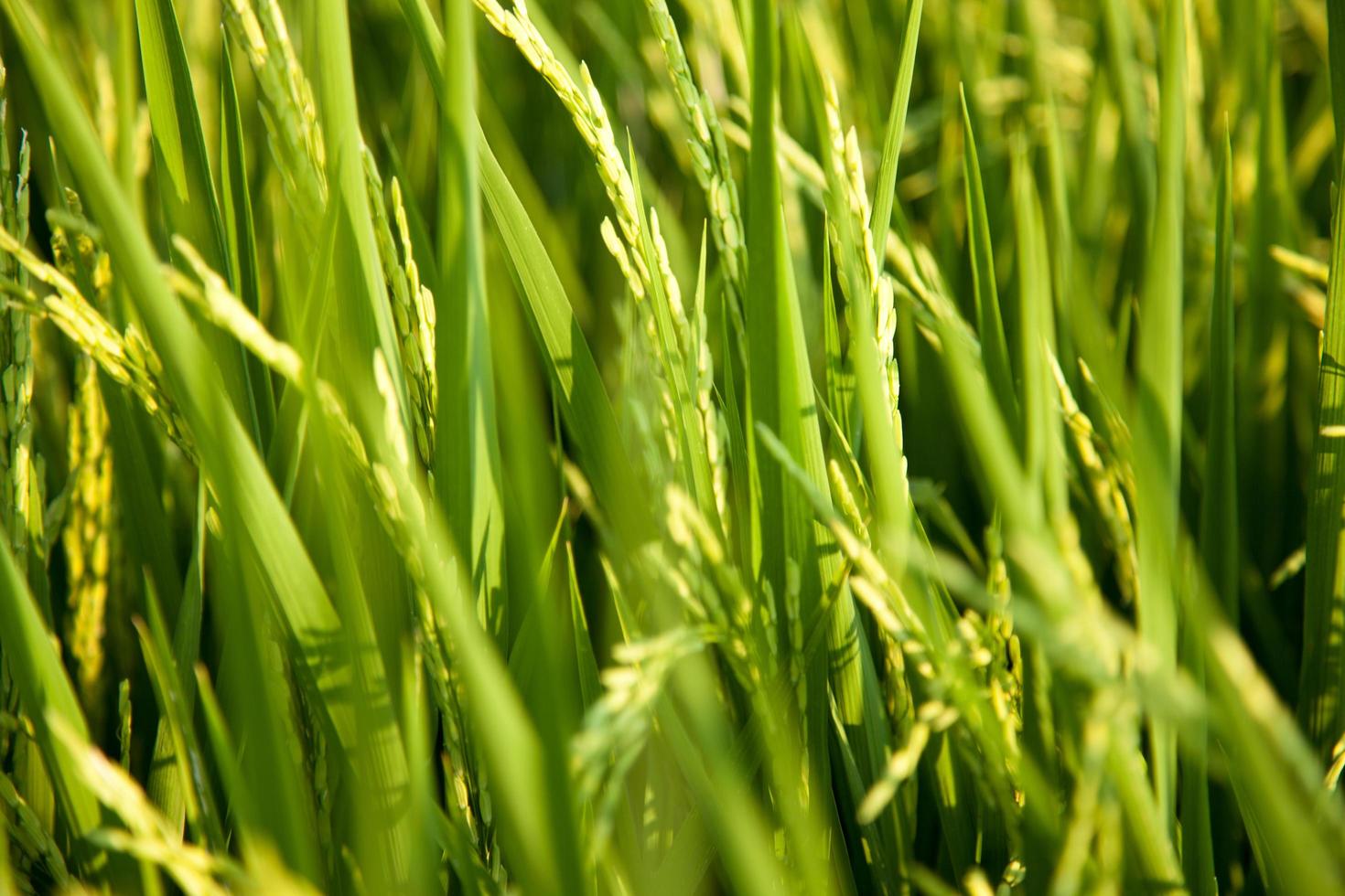 campo de arroz na tailândia foto