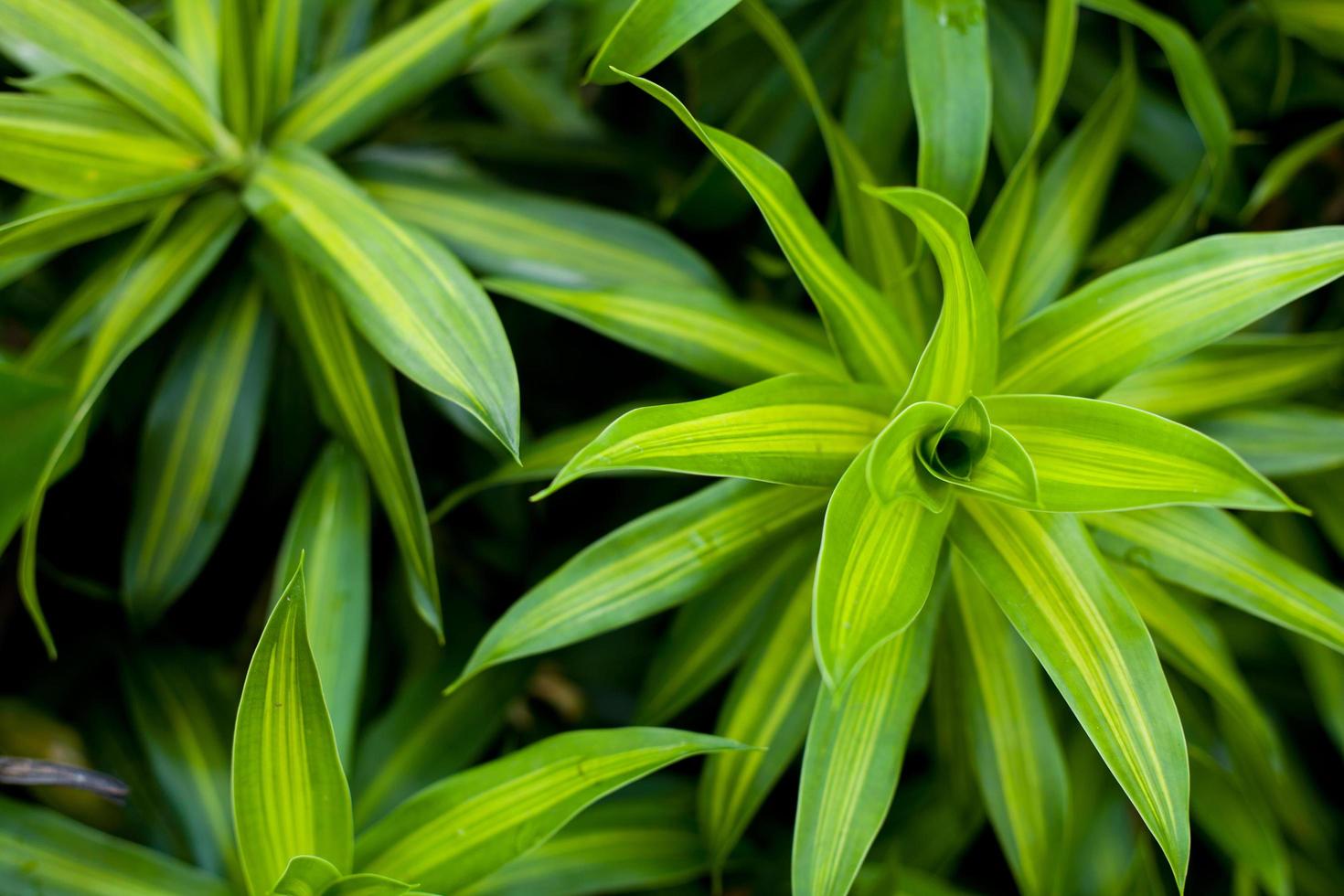 fundo de folhas verdes foto