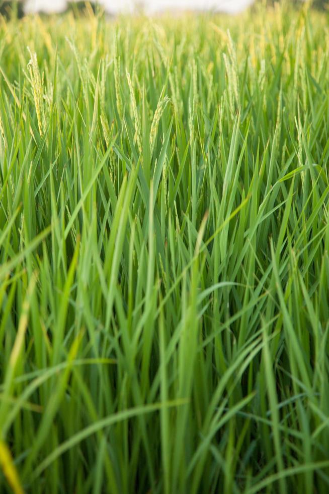 campo de arroz na tailândia foto