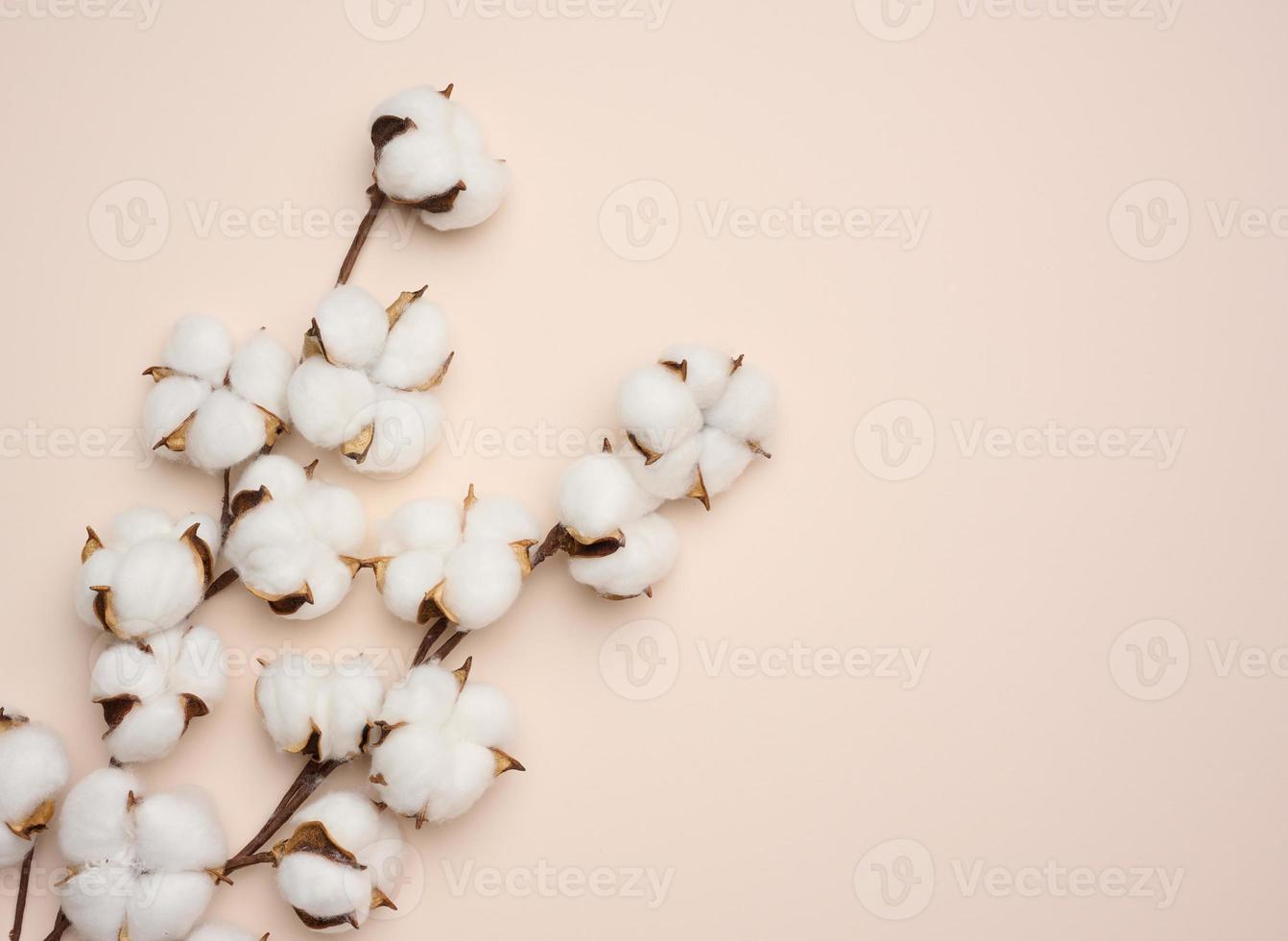flor de algodão branco sobre fundo de papel bege pastel, sobrecarga. composição plana de minimalismo, copie o espaço foto
