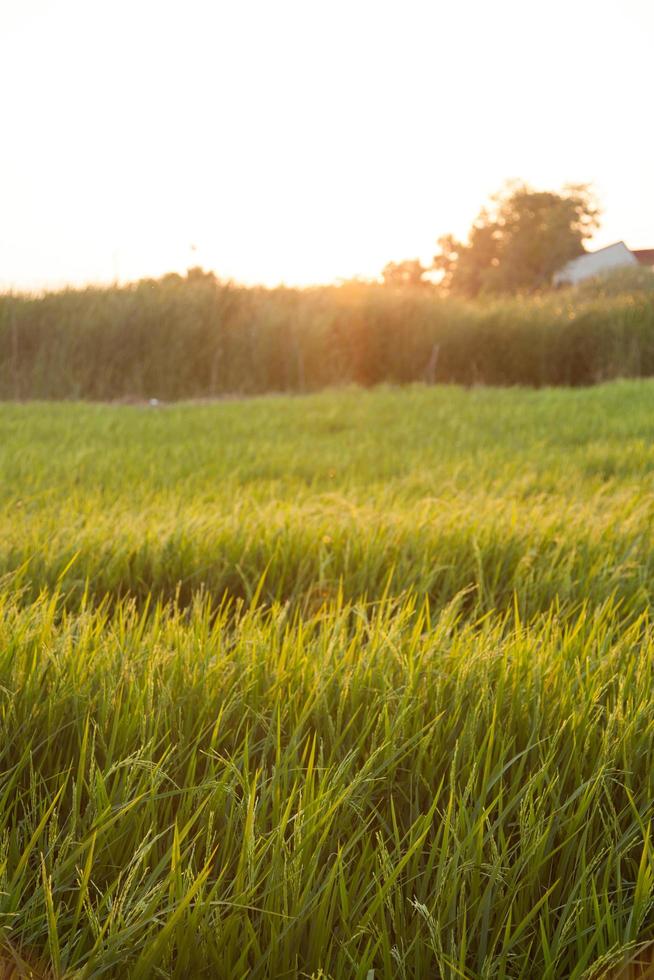 campo de arroz na tailândia foto