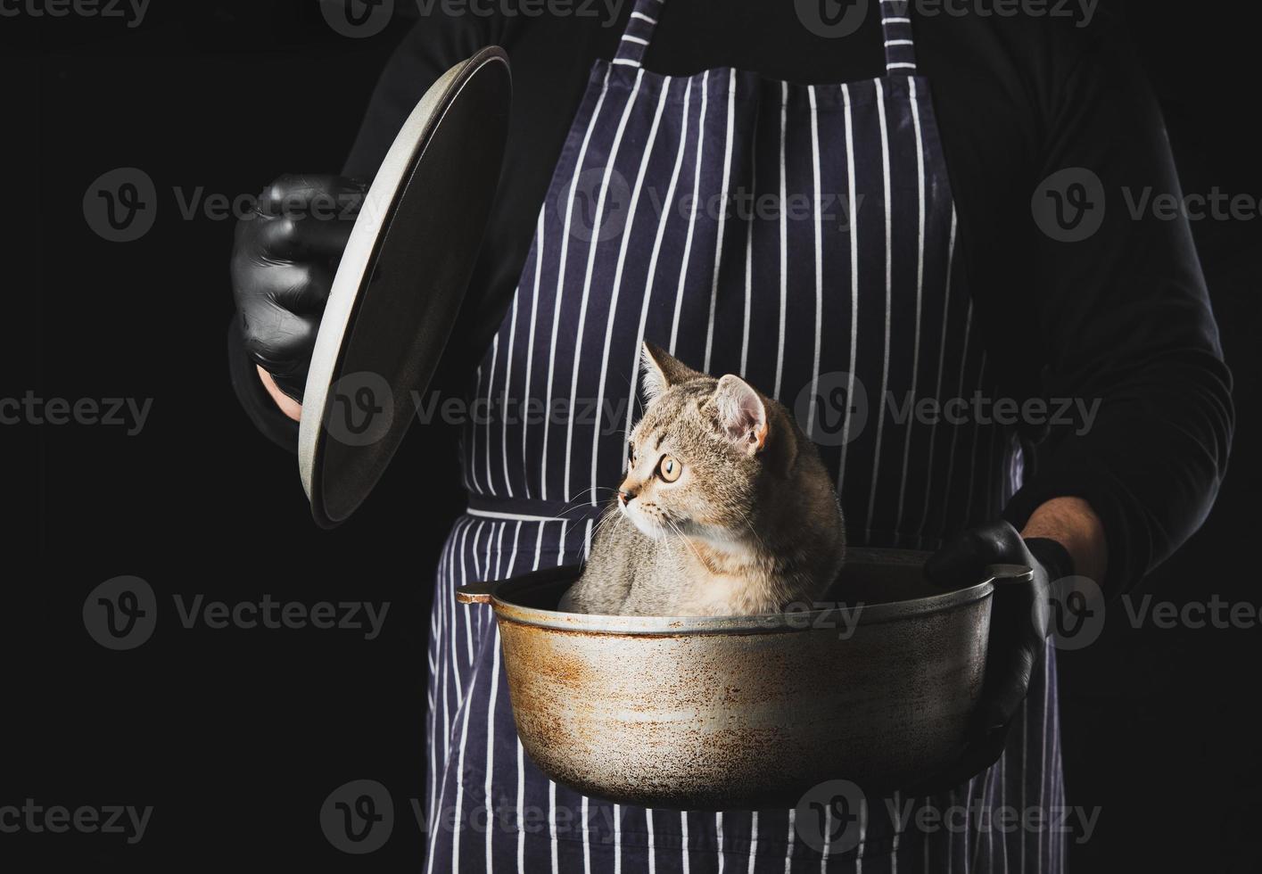 chef de homem em um avental azul listrado segura um caldeirão de alumínio na mão, um gatinho engraçado escocês de orelha reta senta-se dentro foto